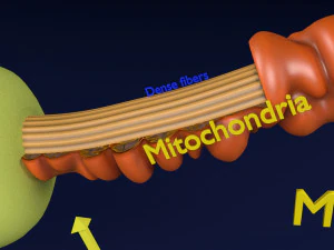 3D sperm spermatozoa 3D Model