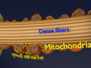 3D sperm spermatozoa 3D 模型