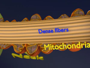3D sperm spermatozoa 3D Model