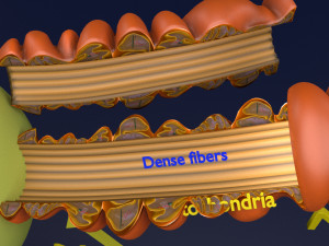 3D sperm spermatozoa 3D 模型