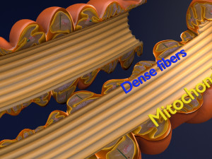 3D sperm spermatozoa 3D 模型
