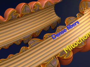 3D sperm spermatozoa 3D Model