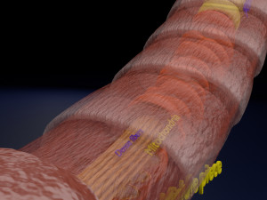 3D sperm spermatozoa 3D 模型