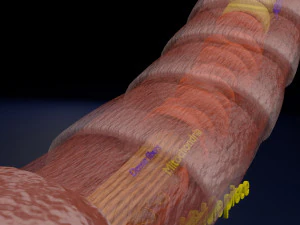 3D sperm spermatozoa 3D Model