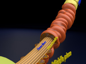 3D sperm spermatozoa 3D 模型