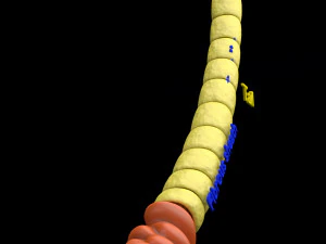 3D sperm spermatozoa 3D Model
