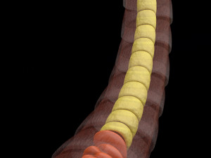3D sperm spermatozoa 3D 模型