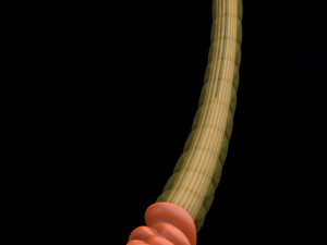 3D sperm spermatozoa 3D 模型