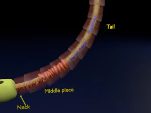 3D sperm spermatozoa 3D Model