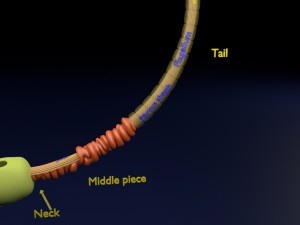 3D sperm spermatozoa 3D 模型