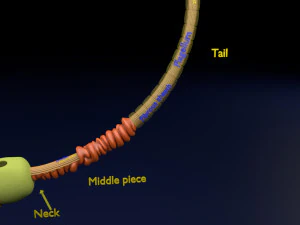 3D sperm spermatozoa 3D Model