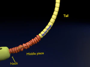 3D sperm spermatozoa 3D Model