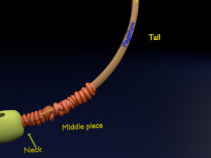 3D sperm spermatozoa 3D 模型