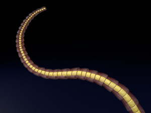 3D sperm spermatozoa 3D 模型