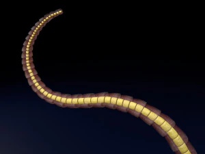 3D sperm spermatozoa 3D Model