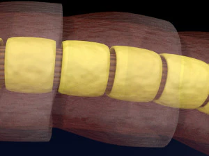 3D sperm spermatozoa 3D Model
