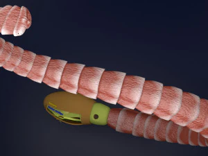 3D sperm spermatozoa 3D Model