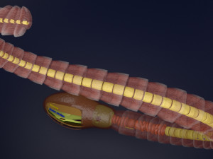 3D sperm spermatozoa 3D 模型