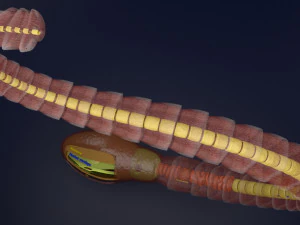 3D sperm spermatozoa 3D Model