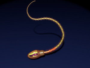 3D sperm spermatozoa 3D 模型