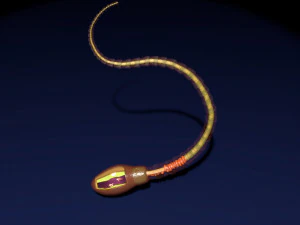 3D sperm spermatozoa 3D Model
