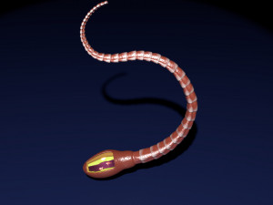 3D sperm spermatozoa 3D 模型