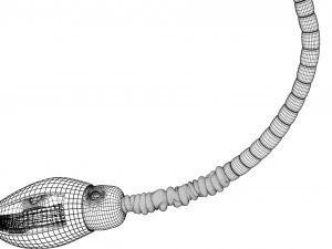 3D sperm spermatozoa 3D Model