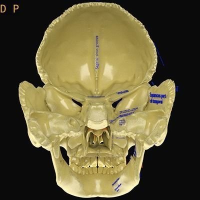 Skull labelled anatomy text ldetailed 3D Модель .c4d .max .obj .3ds .fbx .stl .blend 