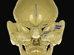 Skull labelled anatomy text ldetailed 3D Model