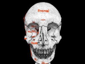 Skull labelled anatomy text ldetailed 3D Модель