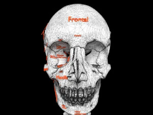 Skull labelled anatomy text ldetailed 3D Model