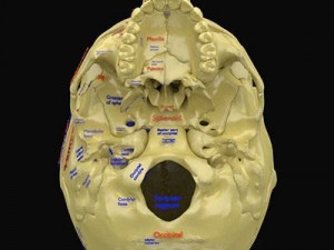 Skull labelled anatomy text ldetailed 3D Модель