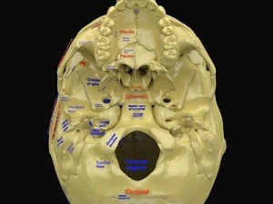 Skull labelled anatomy text ldetailed 3D Model