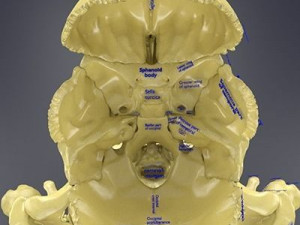 Skull labelled anatomy text ldetailed 3D Модель