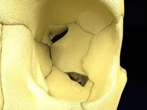 Skull labelled anatomy text ldetailed 3D Model