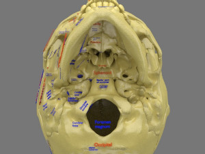 Skull labelled anatomy text ldetailed 3D Модель