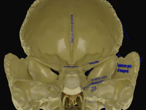 Skull labelled anatomy text ldetailed 3D Model