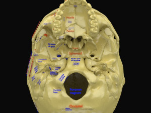 Skull labelled anatomy text ldetailed 3D Модель