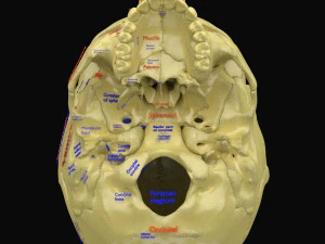Skull labelled anatomy text ldetailed 3D Model