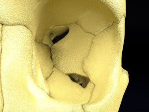 Skull labelled anatomy text ldetailed 3D Модель