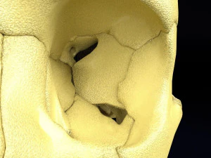 Skull labelled anatomy text ldetailed 3D Model