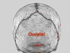 Skull labelled anatomy text ldetailed 3D Модель