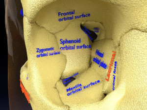 Skull labelled anatomy text ldetailed 3D Модель