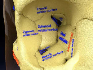 Skull labelled anatomy text ldetailed 3D Model