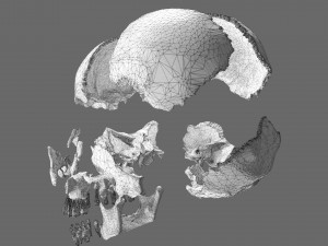 Skull labelled anatomy text ldetailed 3D Модель