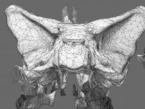 Skull labelled anatomy text ldetailed 3D Model