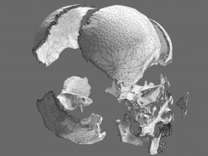 Skull labelled anatomy text ldetailed 3D Model