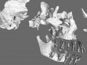 Skull labelled anatomy text ldetailed 3D Model