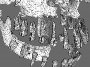Skull labelled anatomy text ldetailed 3D Model