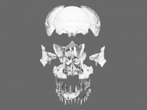 Skull labelled anatomy text ldetailed 3D Model
